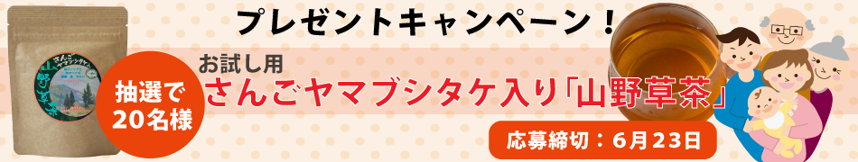 お試し用さんごヤマブシタケ入り山野草茶プレゼント